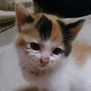 たいちょう