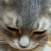 mini❤ともの画像