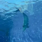 まなみの画像