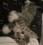 みかんの画像