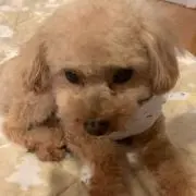 みゅーこ