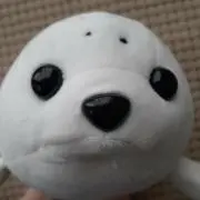 たかの画像