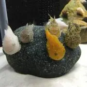 せんちゃん