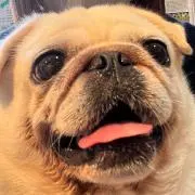 poppy☆の画像