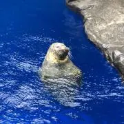 Kazuuuuuの画像
