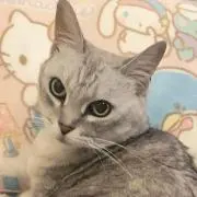 catstripper