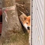 ヤッホイの画像