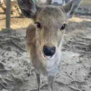 いくら