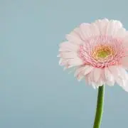 はなの画像