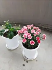 まうひう