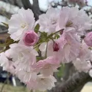 桜の画像