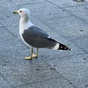 たかの画像