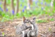 kaorin-squirrels