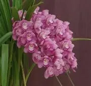 いちご❣️の画像