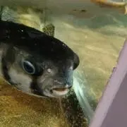 即発送者の画像