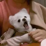 つっきー
