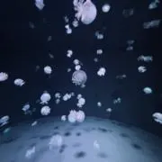 華のLJK