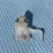 calmarの画像