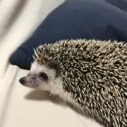 小吉