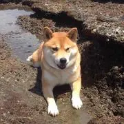 まこっ