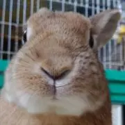 ミモミモ