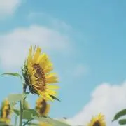 MHの画像