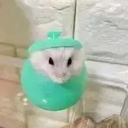 パパイヤメン