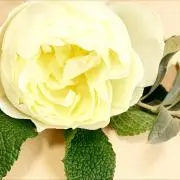 naokunの画像