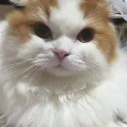 くろえの画像