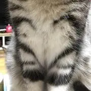 ルリ