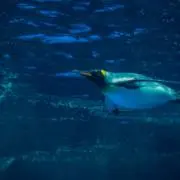 もちこの画像