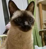 よし