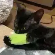 めばぶの画像