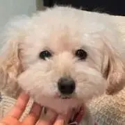 Kの画像