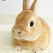 うさこの画像