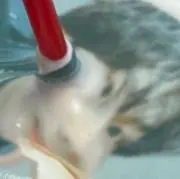 yuの画像