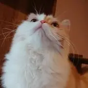 さくら8787の画像