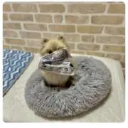 なめこの画像