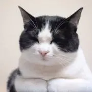 猫ちゃん