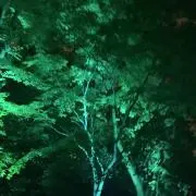 なとりの画像