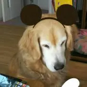 購入前にコメントお願いします☆さとぷー☆の画像