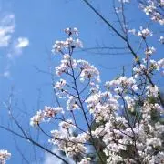 りんりん♪の画像