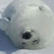 かろふじ