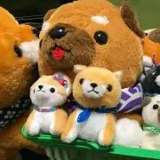 豆柴の画像