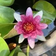 yuzan