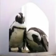 honoの画像