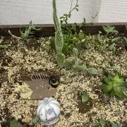 さちこ