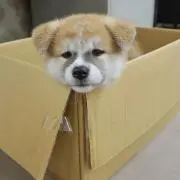 ユキの画像