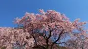 porcoの画像