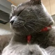 かつらこ